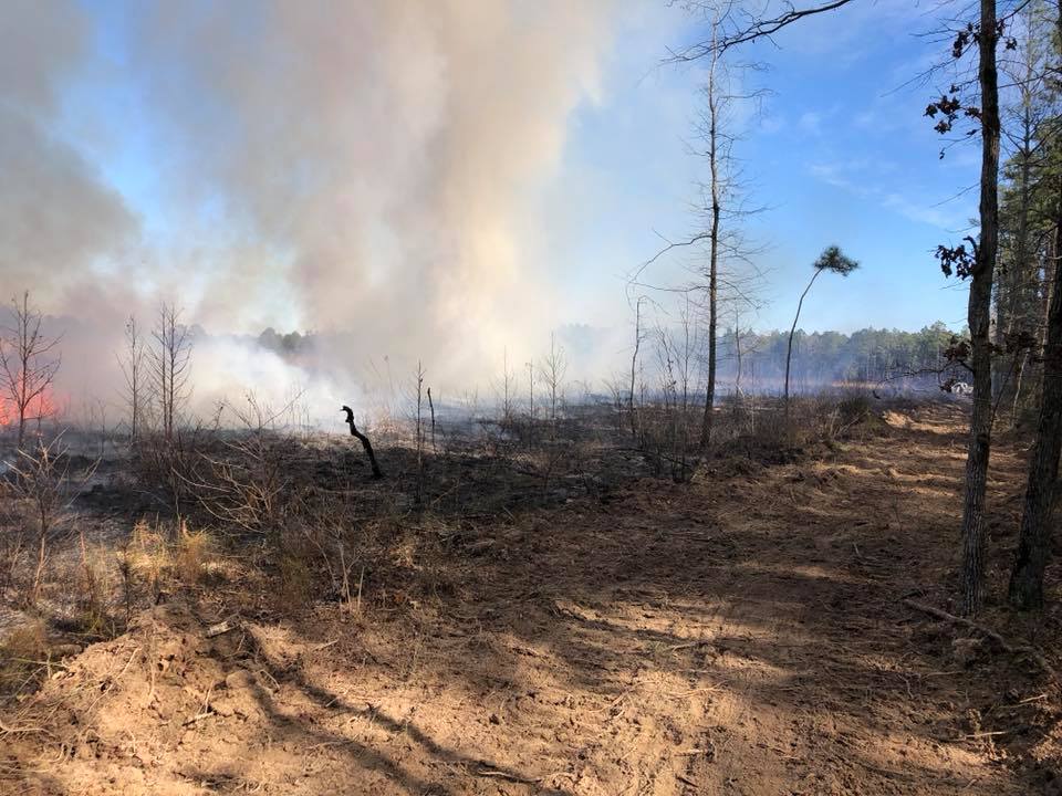 Arkansas Pulpwood | Forest Management | Timber Management | Forest Harvesting | Timber Harvesting | Sustainable Forestry | Forest Management Planning | Timber Management Plan | Forester | Reforestation | Logging Companies | Timber Company | Pulpwood Company | Timber Consultants | Forestry Consultants | Timber Valuation | Timberland Resource Consultants | Camden, AR | Central Arkansas | South Arkansas | North Arkansas | East Arkansas | West Arkansas