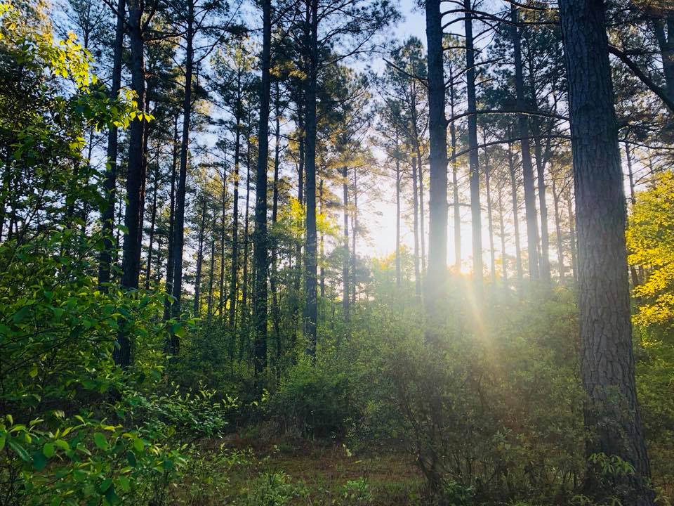 Arkansas Pulpwood | Forest Management | Timber Management | Forest Harvesting | Timber Harvesting | Sustainable Forestry | Forest Management Planning | Timber Management Plan | Forester | Reforestation | Logging Companies | Timber Company | Pulpwood Company | Timber Consultants | Forestry Consultants | Timber Valuation | Timberland Resource Consultants | Camden, AR | Central Arkansas | South Arkansas | North Arkansas | East Arkansas | West Arkansas