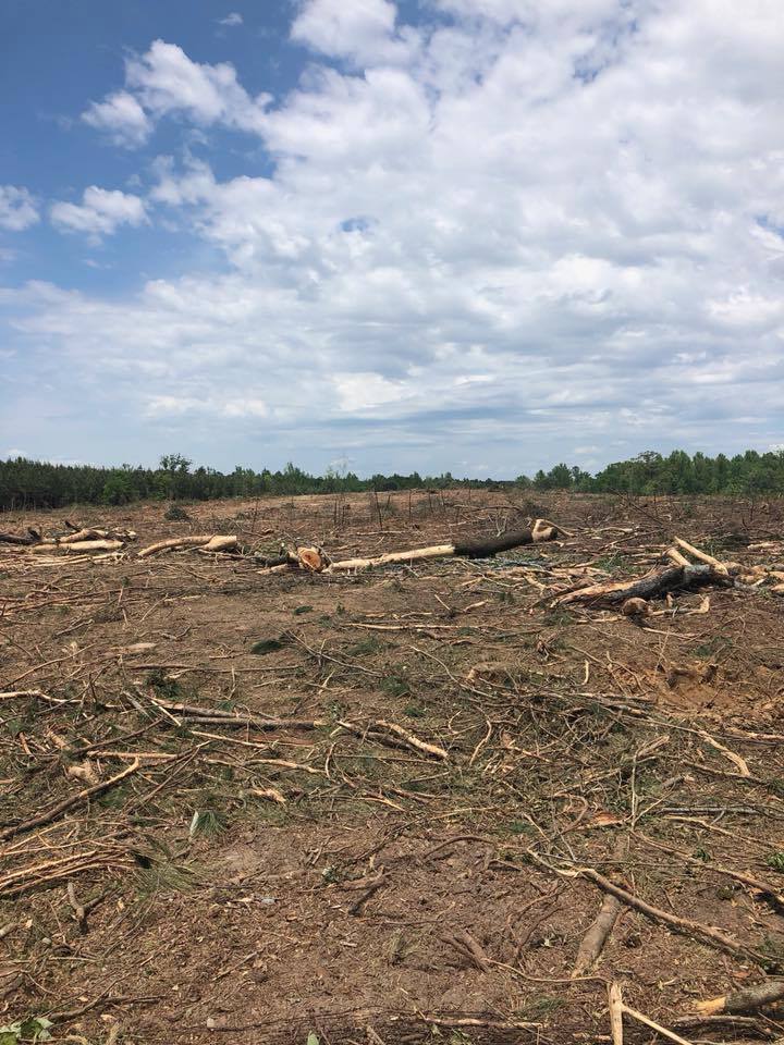 Forest Management | Timber Management | Forest Harvesting | Timber Harvesting | Sustainable Forestry | Forest Management Planning | Timber Management Plan | Forester | Reforestation | Logging Companies | Timber Company | Pulpwood Company | Timber Consultants | Forestry Consultants | Timber Valuation | Timberland Resource Consultants | Camden, AR | Central Arkansas | South Arkansas | North Arkansas | East Arkansas | West Arkansas