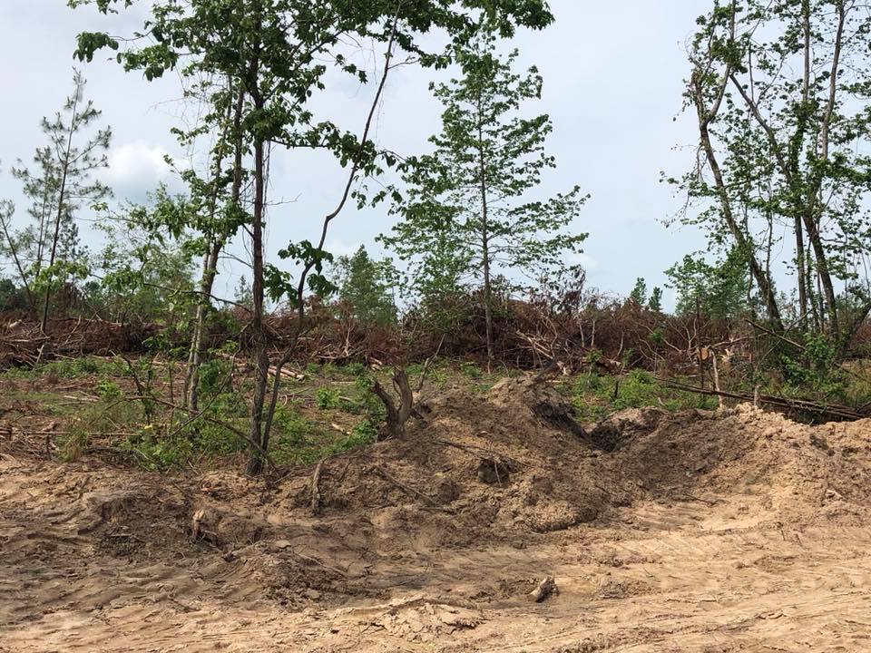 Forest Management | Timber Management | Forest Harvesting | Timber Harvesting | Sustainable Forestry | Forest Management Planning | Timber Management Plan | Forester | Reforestation | Logging Companies | Timber Company | Pulpwood Company | Timber Consultants | Forestry Consultants | Timber Valuation | Timberland Resource Consultants | Camden, AR | Central Arkansas | South Arkansas | North Arkansas | East Arkansas | West Arkansas