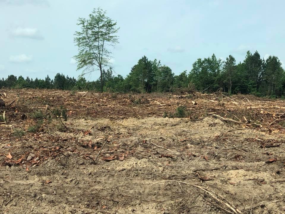 Forest Management | Timber Management | Forest Harvesting | Timber Harvesting | Sustainable Forestry | Forest Management Planning | Timber Management Plan | Forester | Reforestation | Logging Companies | Timber Company | Pulpwood Company | Timber Consultants | Forestry Consultants | Timber Valuation | Timberland Resource Consultants | Camden, AR | Central Arkansas | South Arkansas | North Arkansas | East Arkansas | West Arkansas