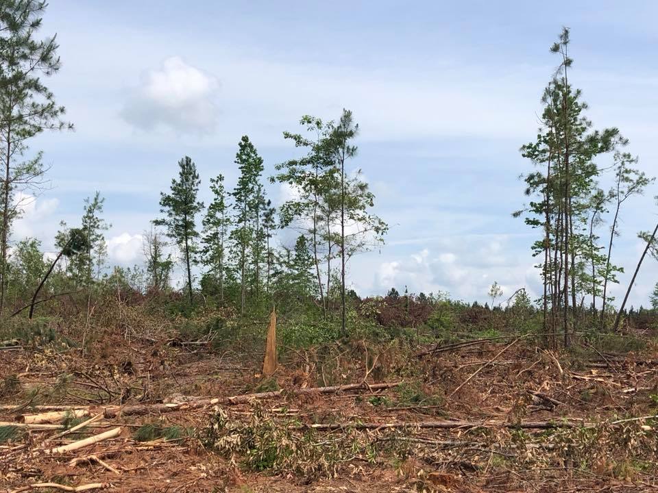 Forest Management | Timber Management | Forest Harvesting | Timber Harvesting | Sustainable Forestry | Forest Management Planning | Timber Management Plan | Forester | Reforestation | Logging Companies | Timber Company | Pulpwood Company | Timber Consultants | Forestry Consultants | Timber Valuation | Timberland Resource Consultants | Camden, AR | Central Arkansas | South Arkansas | North Arkansas | East Arkansas | West Arkansas