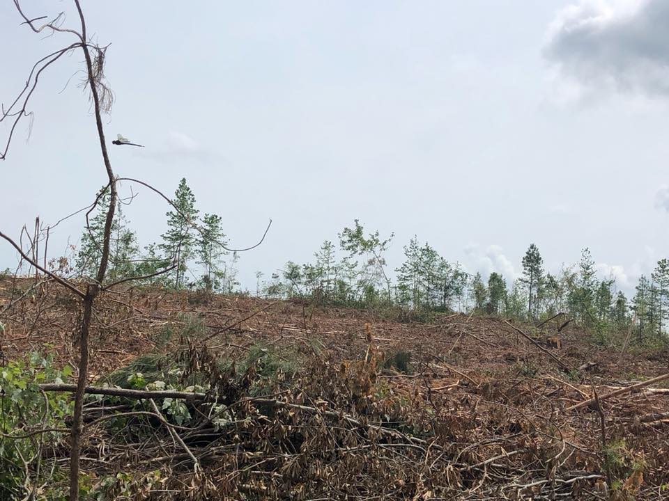 Forest Management | Timber Management | Forest Harvesting | Timber Harvesting | Sustainable Forestry | Forest Management Planning | Timber Management Plan | Forester | Reforestation | Logging Companies | Timber Company | Pulpwood Company | Timber Consultants | Forestry Consultants | Timber Valuation | Timberland Resource Consultants | Camden, AR | Central Arkansas | South Arkansas | North Arkansas | East Arkansas | West Arkansas