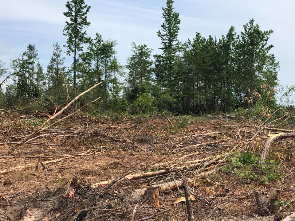 Forest Management | Timber Management | Forest Harvesting | Timber Harvesting | Sustainable Forestry | Forest Management Planning | Timber Management Plan | Forester | Reforestation | Logging Companies | Timber Company | Pulpwood Company | Timber Consultants | Forestry Consultants | Timber Valuation | Timberland Resource Consultants | Camden, AR | Central Arkansas | South Arkansas | North Arkansas | East Arkansas | West Arkansas