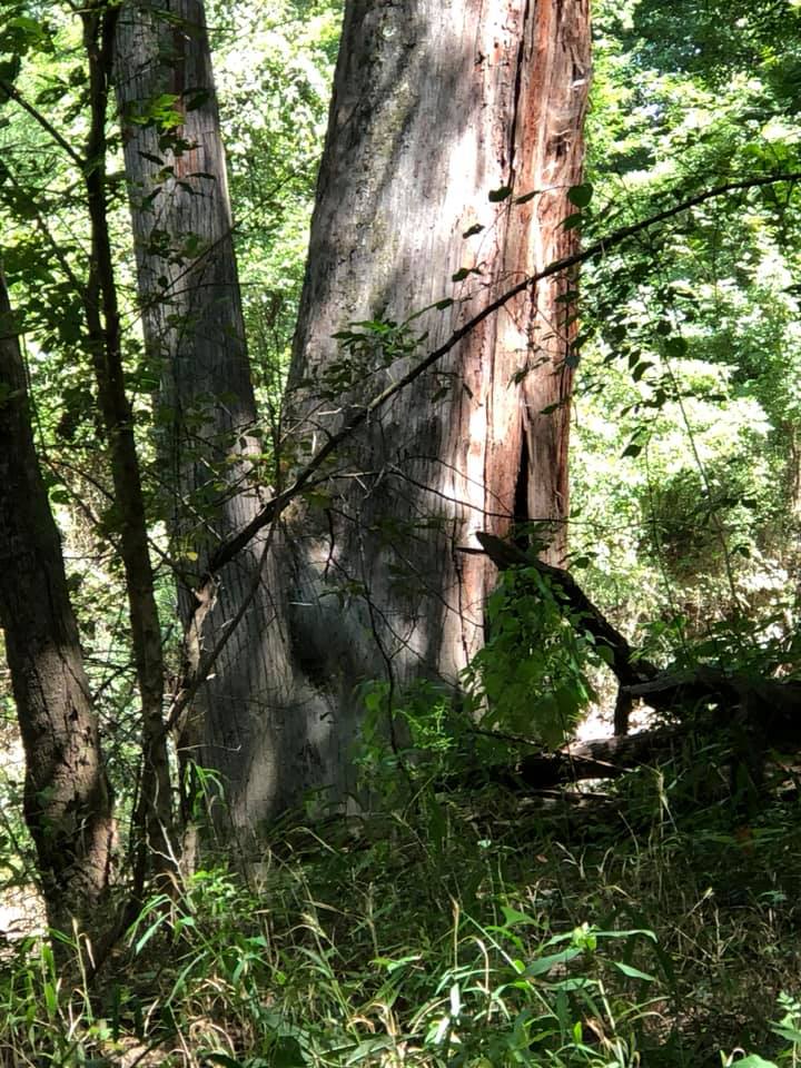 Forest Management | Timber Management | Forest Harvesting | Timber Harvesting | Sustainable Forestry | Forest Management Planning | Timber Management Plan | Forester | Reforestation | Logging Companies | Timber Company | Pulpwood Company | Timber Consultants | Forestry Consultants | Timber Valuation | Timberland Resource Consultants | Camden, AR | Central Arkansas | South Arkansas | North Arkansas | East Arkansas | West Arkansas