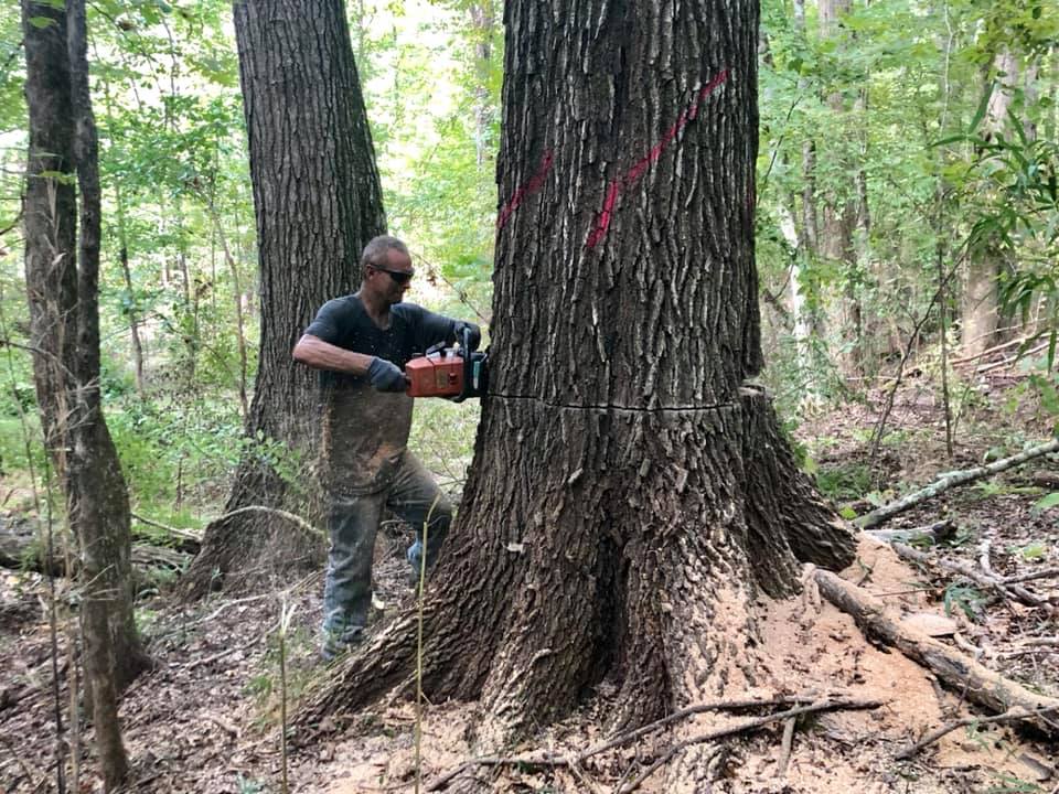 Forest Management | Timber Management | Forest Harvesting | Timber Harvesting | Sustainable Forestry | Forest Management Planning | Timber Management Plan | Forester | Reforestation | Logging Companies | Timber Company | Pulpwood Company | Timber Consultants | Forestry Consultants | Timber Valuation | Timberland Resource Consultants | Camden, AR | Central Arkansas | South Arkansas | North Arkansas | East Arkansas | West Arkansas