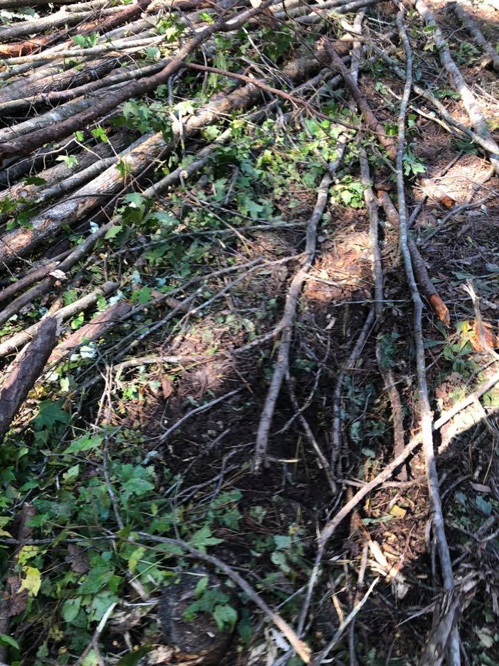 Forest Management | Timber Management | Forest Harvesting | Timber Harvesting | Sustainable Forestry | Forest Management Planning | Timber Management Plan | Forester | Reforestation | Logging Companies | Timber Company | Pulpwood Company | Timber Consultants | Forestry Consultants | Timber Valuation | Timberland Resource Consultants | Camden, AR | Central Arkansas | South Arkansas | North Arkansas | East Arkansas | West Arkansas