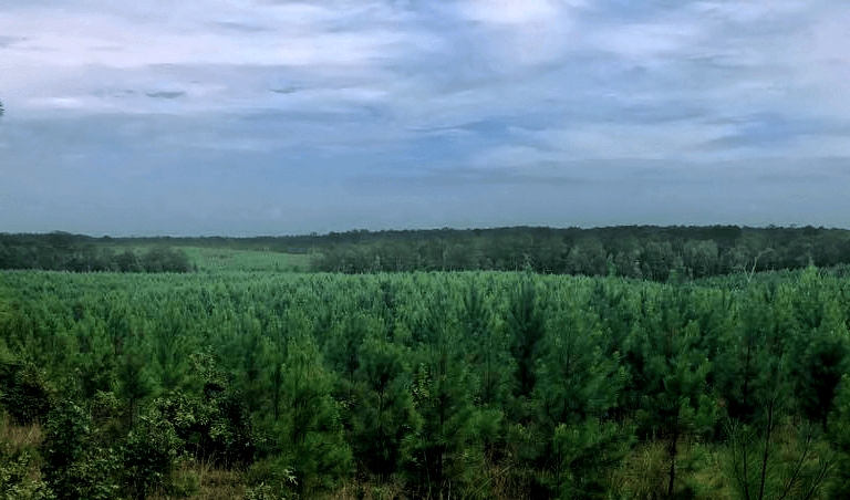 Arkansas Pulpwood | Forest Management | Timber Management | Forest Harvesting | Timber Harvesting | Sustainable Forestry | Forest Management Planning | Timber Management Plan | Forester | Reforestation | Logging Companies | Timber Company | Pulpwood Company | Timber Consultants | Forestry Consultants | Timber Valuation | Timberland Resource Consultants | Camden, AR | Central Arkansas | South Arkansas | North Arkansas | East Arkansas | West Arkansas