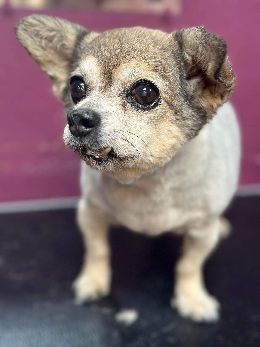Small dog with short fur, looking up.  Tan and gray coloring, alert expression.