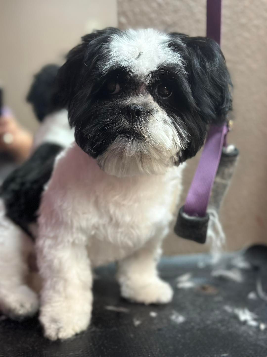 Black and white Shih Tzu dog with short fur, sitting on a grooming table.