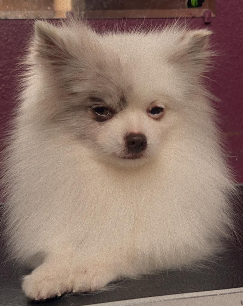 White and gray Pomeranian dog with a serious expression, sitting indoors.