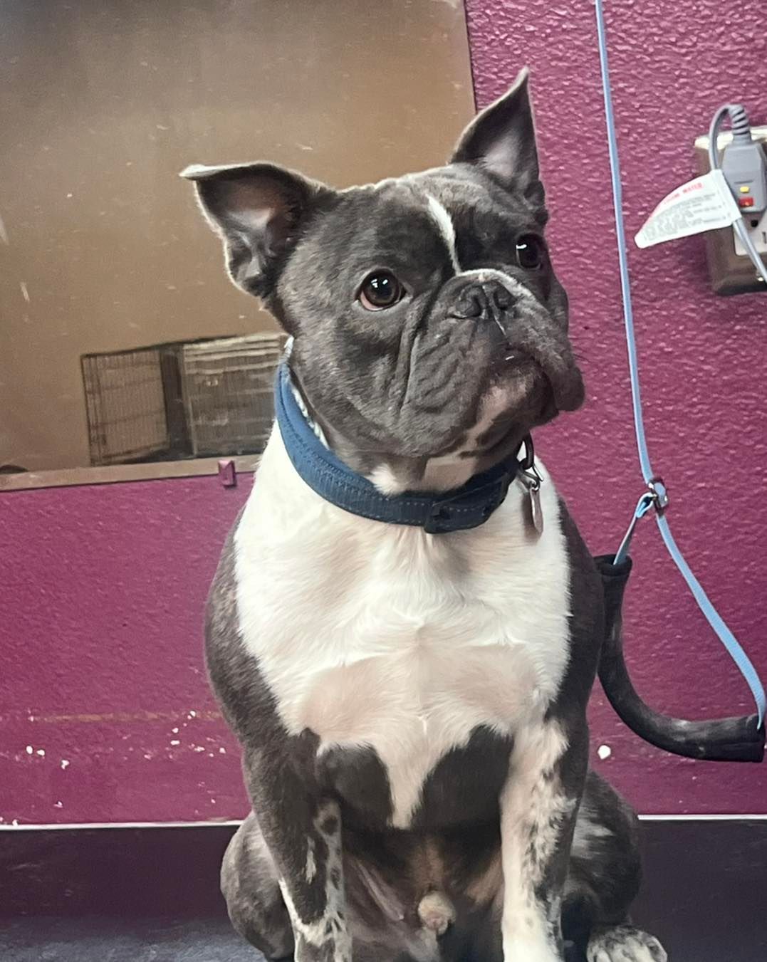 Boston Terrier dog with blue and white markings, wearing a blue collar, sitting indoors.