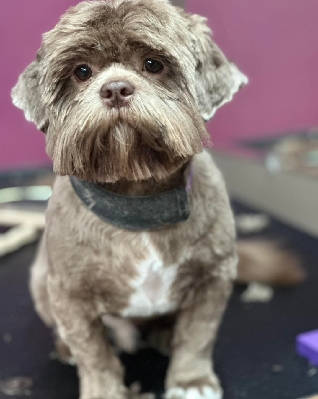 Brown dog with unique haircut, wearing a dark collar, sitting with a focused expression.