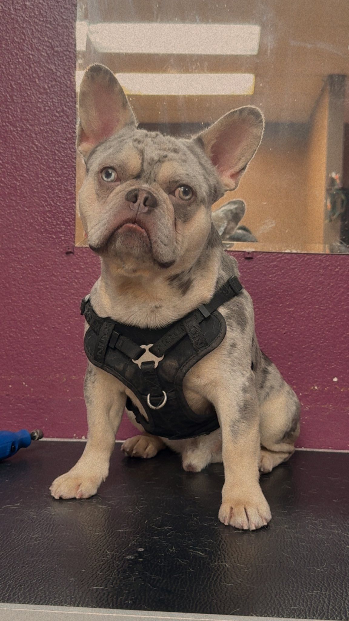 French bulldog wearing a black harness, sitting and looking up with a slightly concerned expression.