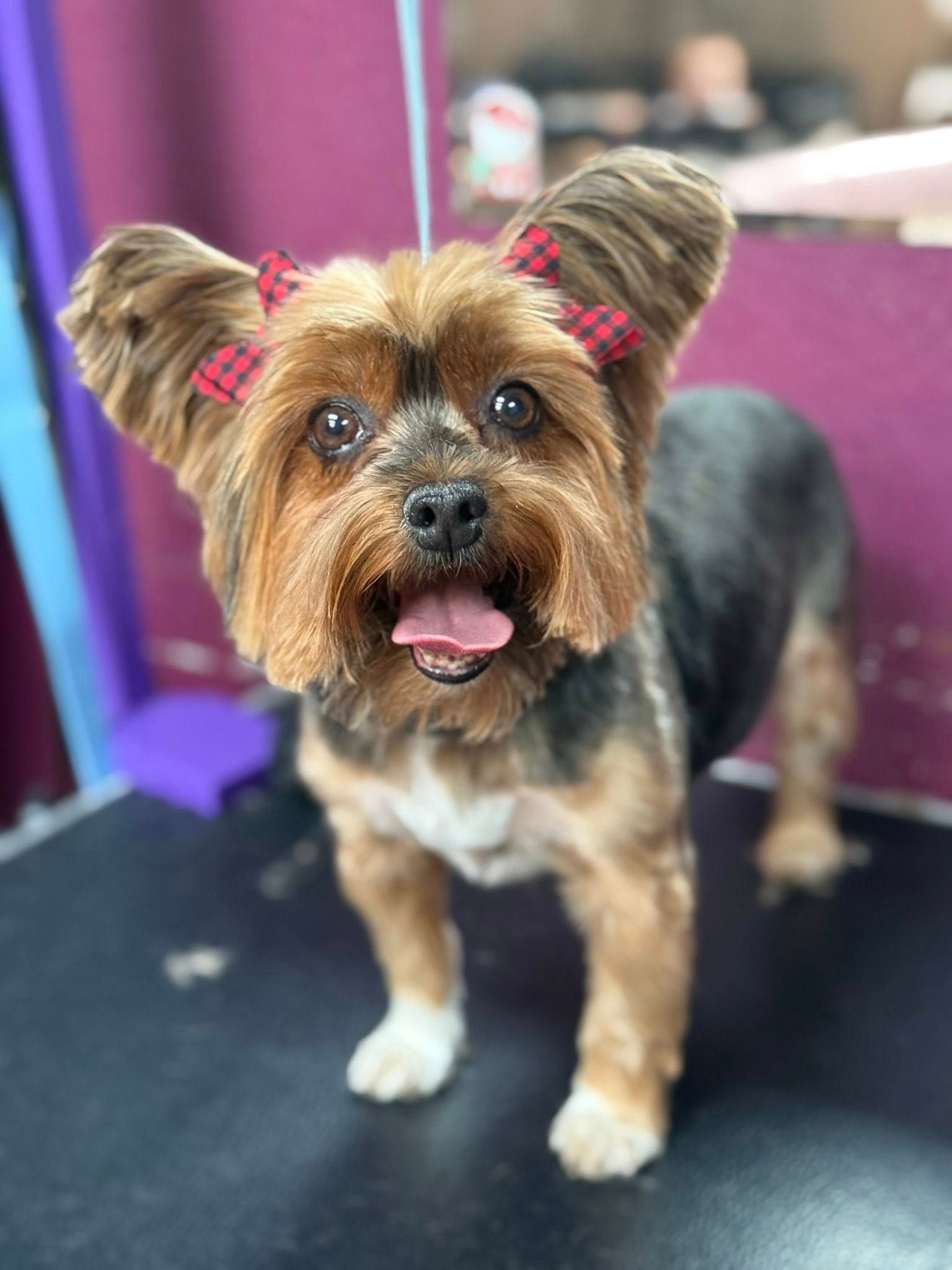 Yorkshire Terrier dog with bow-tied ears and open mouth, standing on a grooming table.