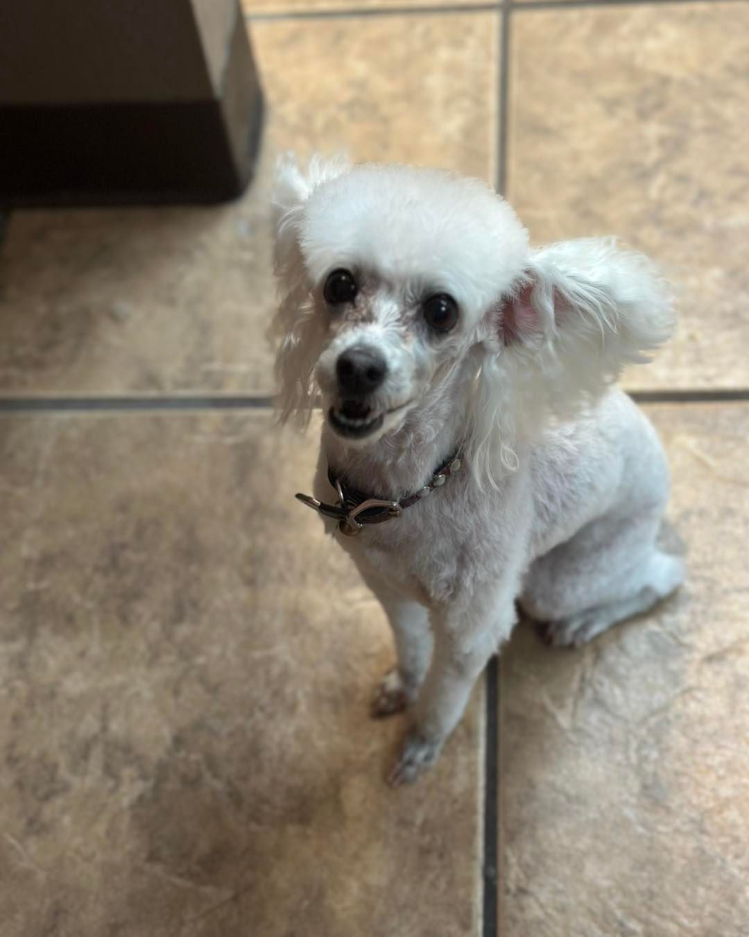 White poodle with a short haircut, sitting and looking up with a smiling expression.