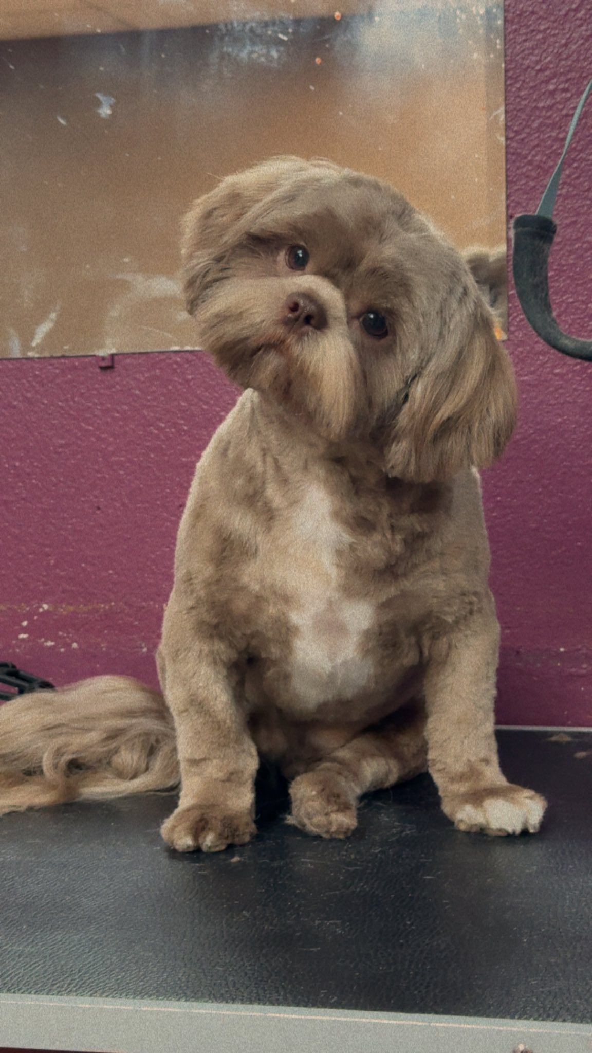 Brown Shih Tzu dog with a short haircut, sitting, head tilted, looking at the camera.