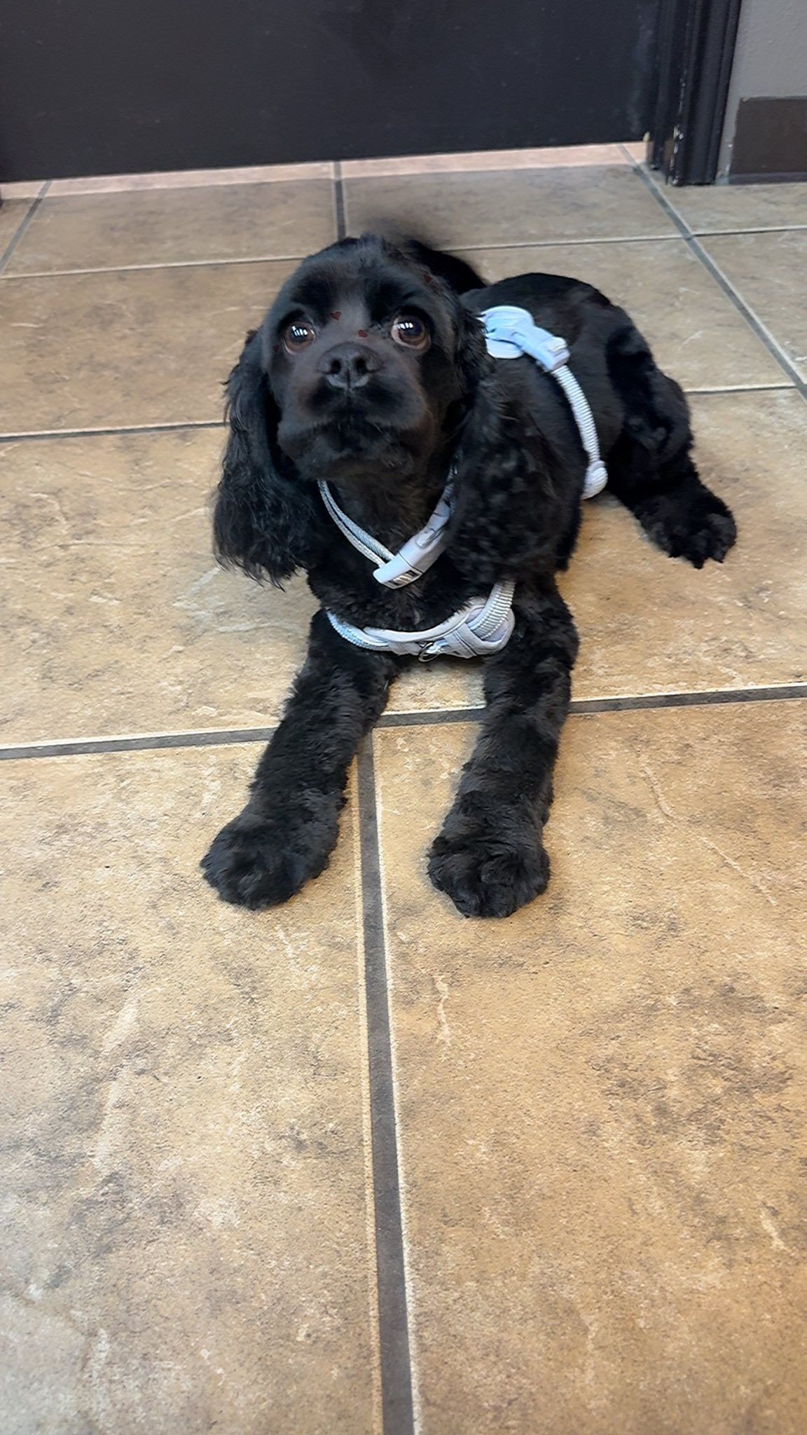 Black cocker spaniel dog lying on tile floor, wearing a blue and white decorative harness, looking up.