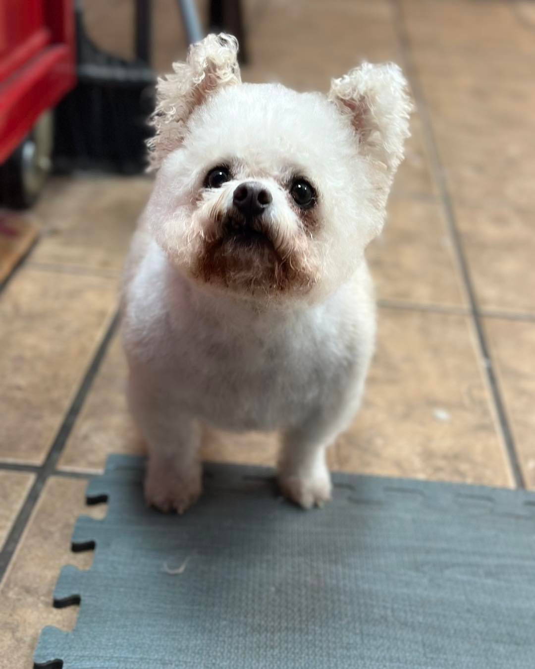 White fluffy dog with a short haircut, brown muzzle, looking up, standing on a blue mat.