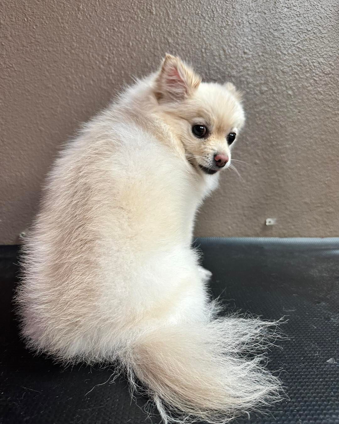 Cream-colored Pomeranian dog looking over its shoulder, sitting on a dark surface in front of a neutral-colored wall.