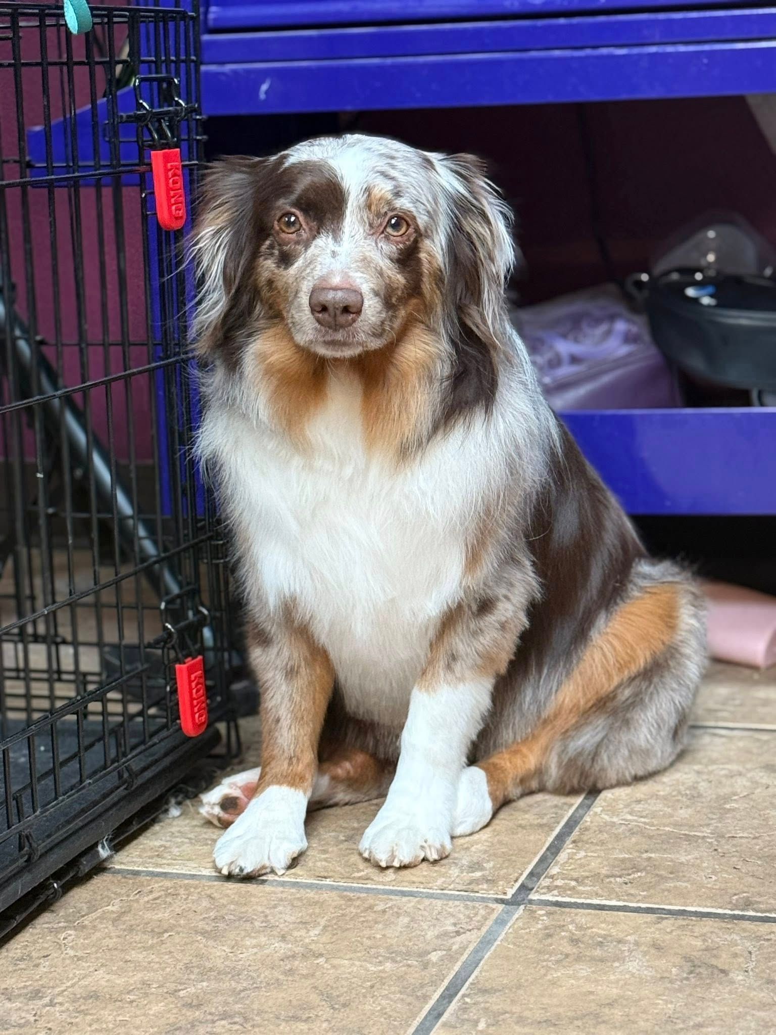 Australian Shepherd dog, brown and white merle coat, sitting next to a black cage with red clasps.