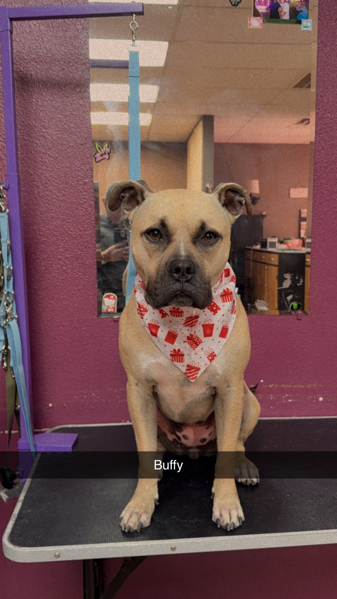 Dog wearing a bandana sits on grooming table, looking at the camera. Purple wall and mirror in the background.