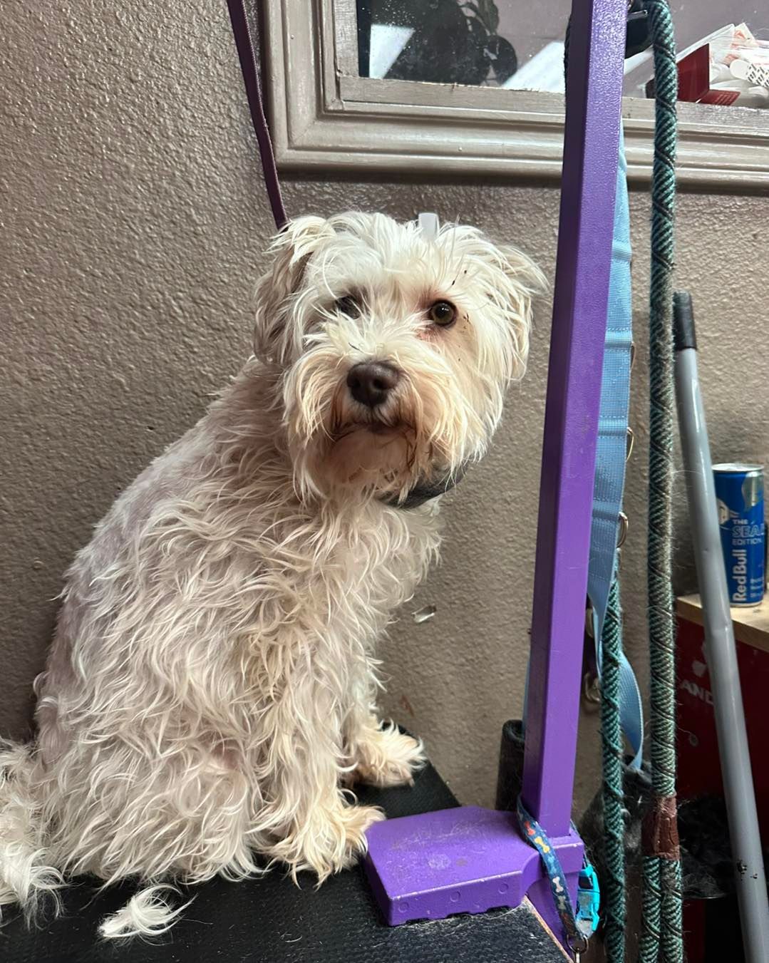 White fluffy dog sitting, looking at the camera. Purple grooming post to the right, in a room.