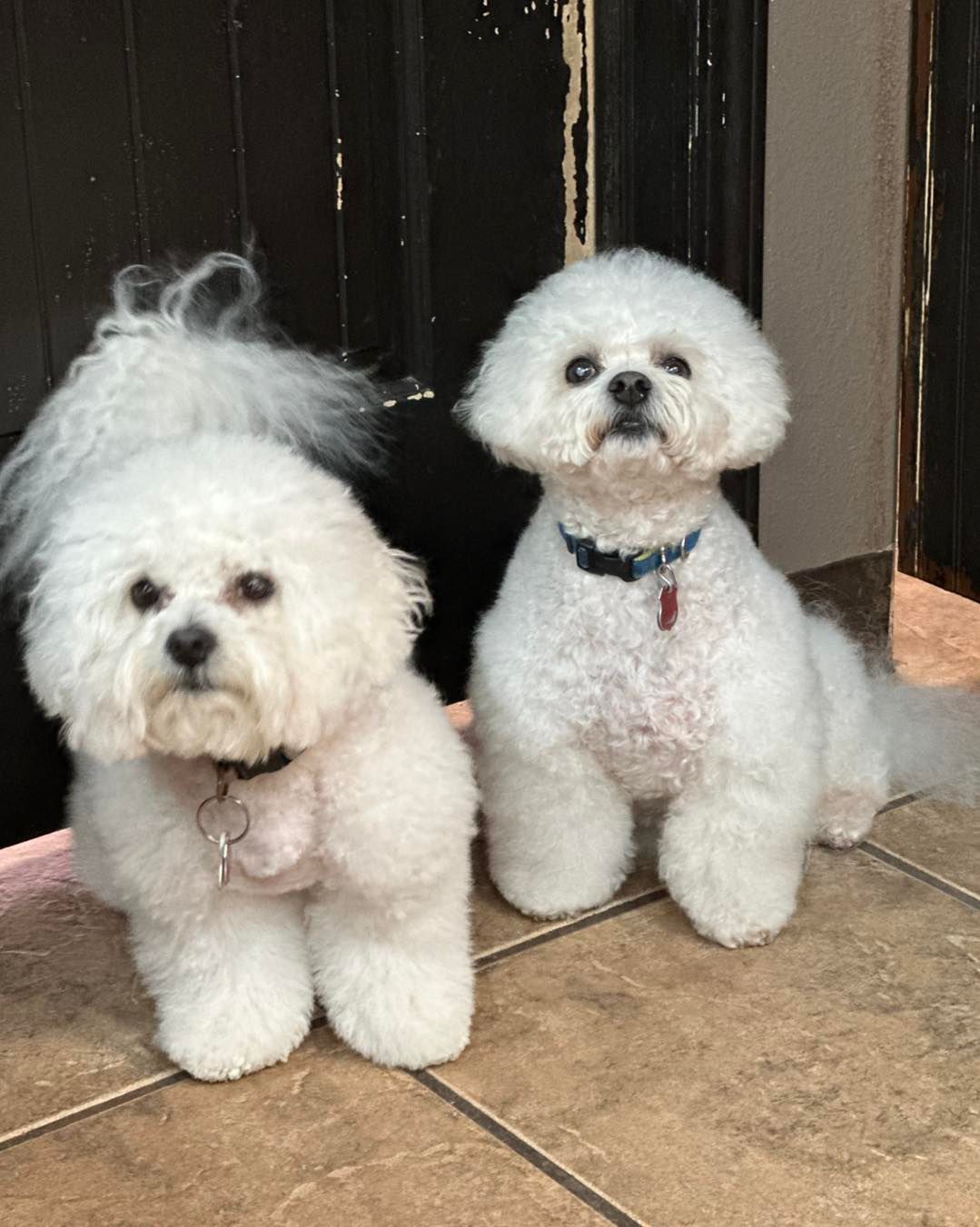 Two white Bichon Frise dogs with fluffy fur, sitting side-by-side on tiled floor. One has a longer tail.