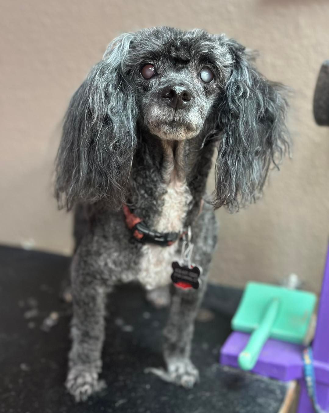 Black poodle with graying fur, wearing a red harness, standing indoors.