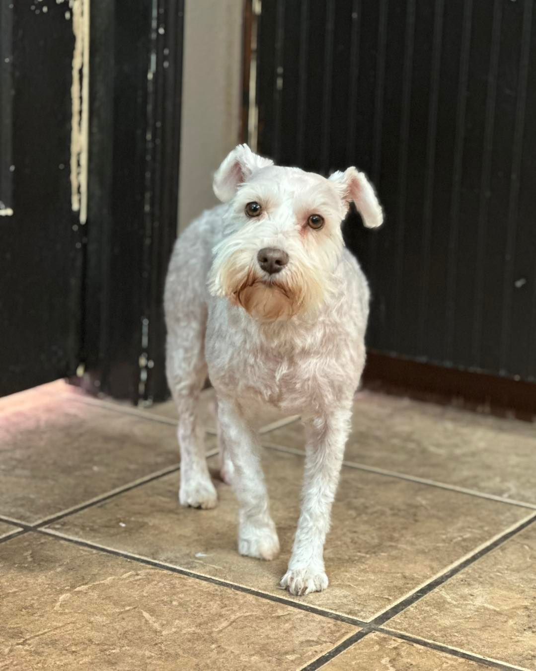 White Schnauzer dog standing on tile floor near a dark doorway; looking forward.