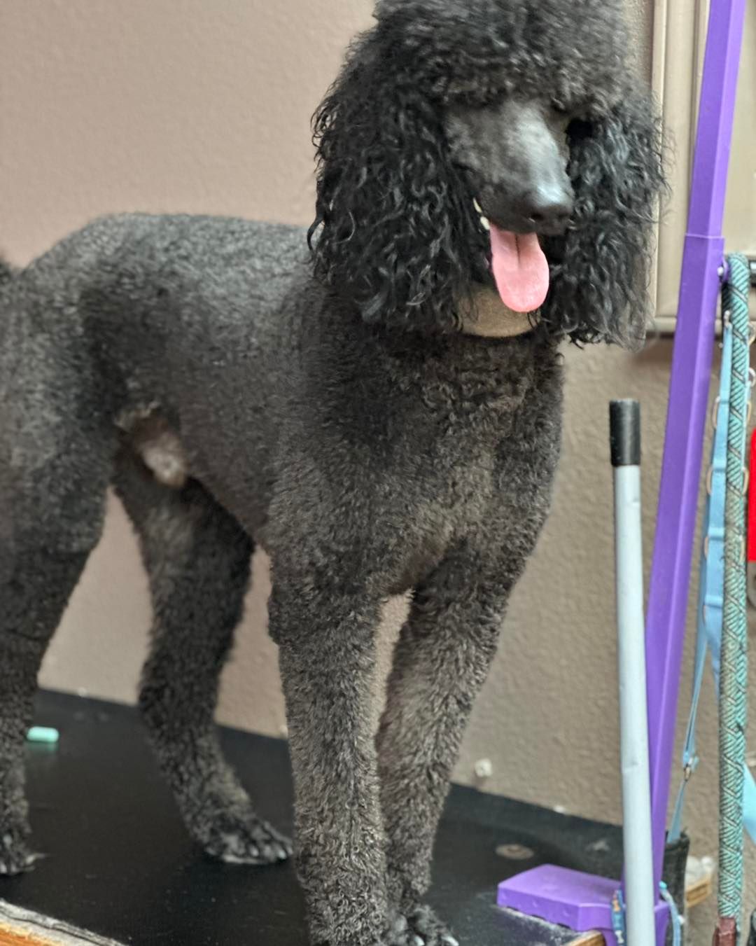 Black poodle with a fluffy head, standing on a grooming table with a pink tongue out.