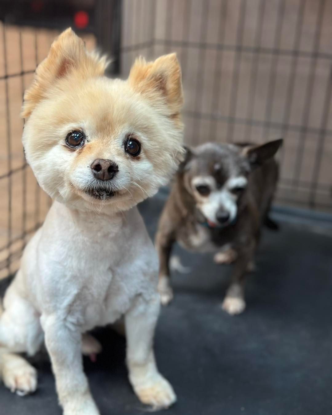 Two dogs: a cream-colored Pomeranian with a shaved body, and a gray Chihuahua in a crate.