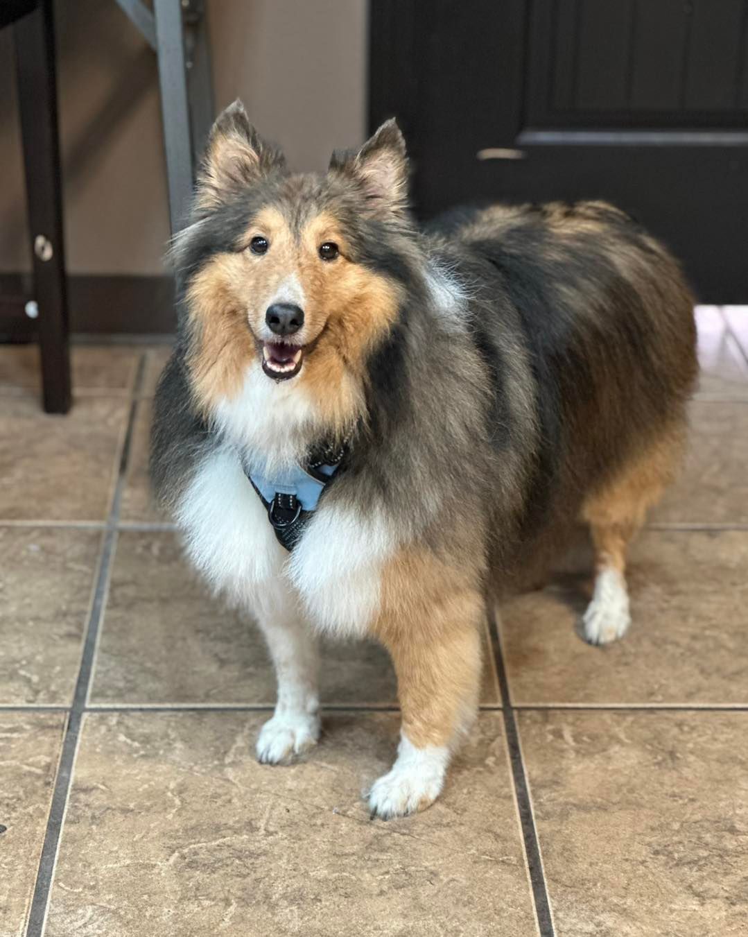 Fluffy Sheltie dog with tri-color fur, smiling with mouth open, wearing a harness, standing on tile floor.