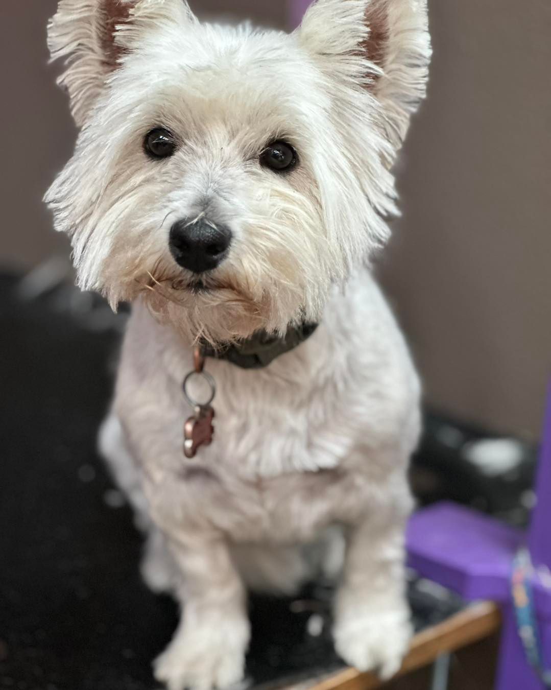 White West Highland Terrier with a black collar and tag, sitting and looking forward.