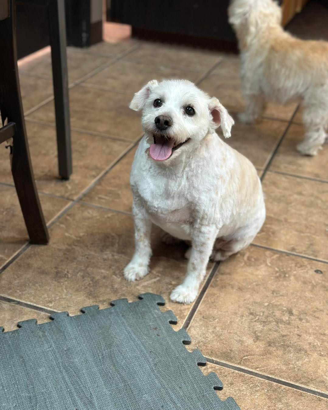 White dog sitting with tongue out, looking up. Another dog in background. Tan tiled floor.
