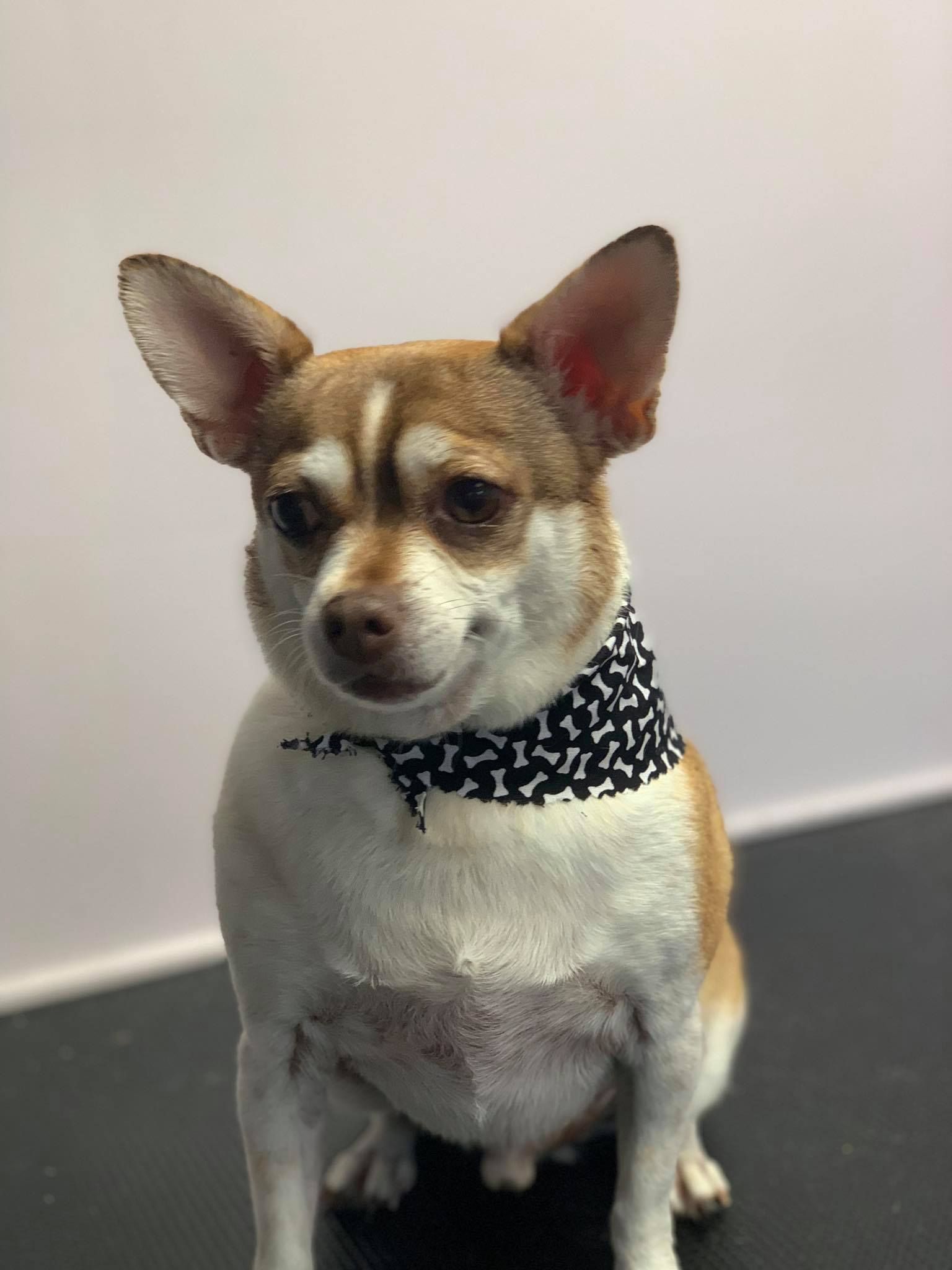 Chihuahua wearing a black and white bone-patterned bandana, sitting and looking forward.