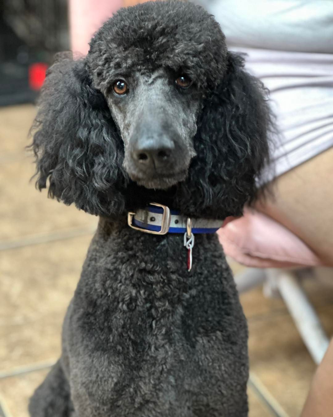 Black poodle with curly fur, wearing a collar, looking forward.