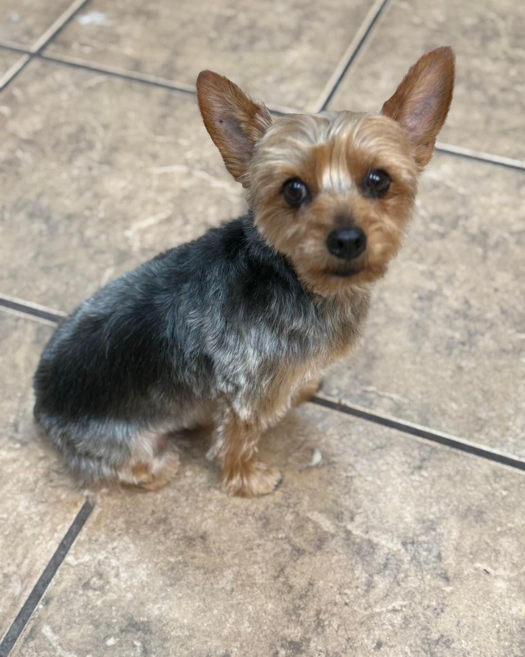 Yorkshire terrier with black and tan fur sitting on a tiled floor, looking at the camera.