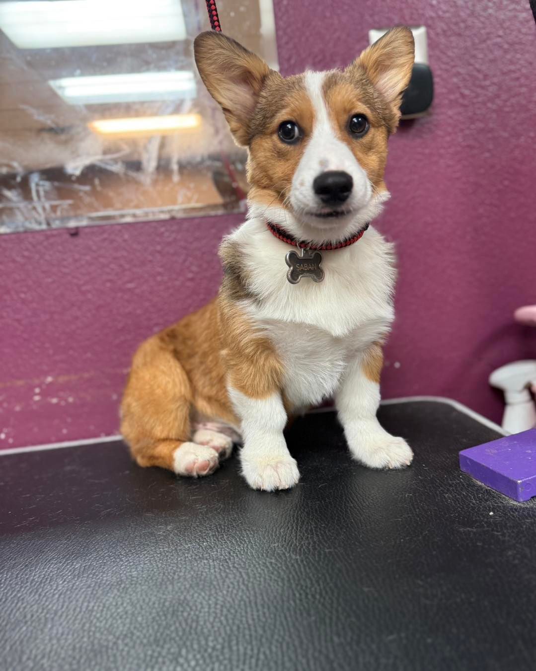 Corgi puppy with tan, white, and brown fur sits on a black surface. It wears a red collar with a bone-shaped tag.