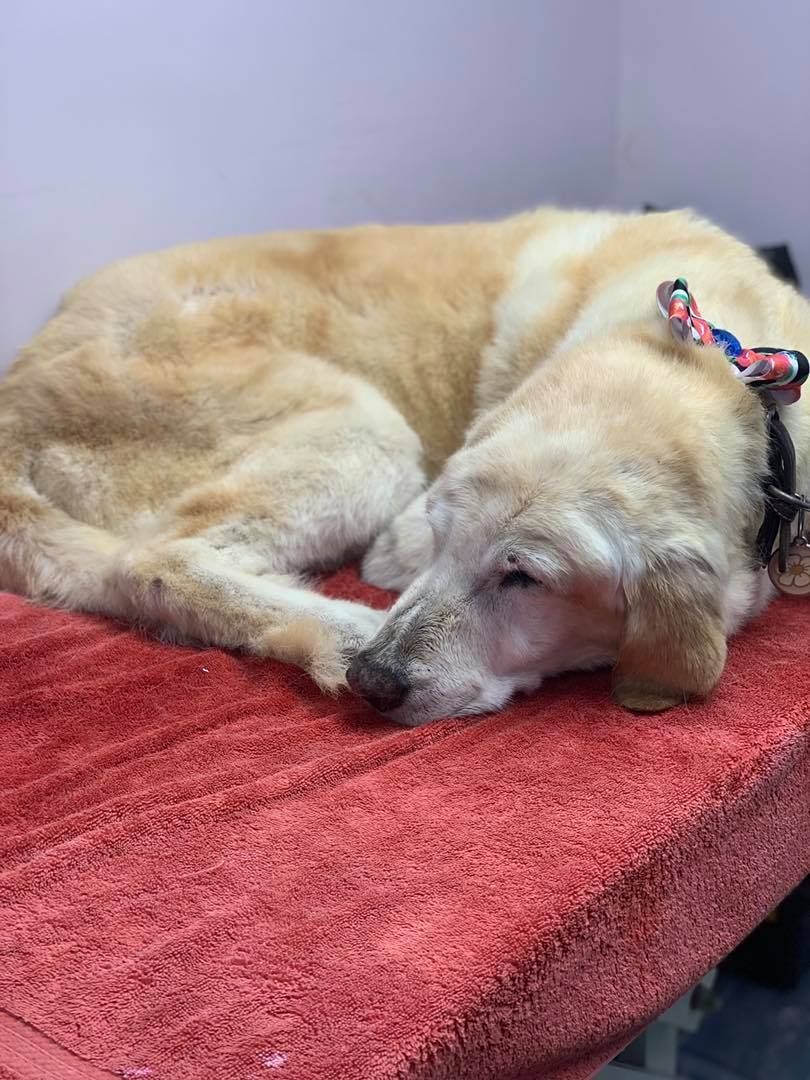 Golden dog resting on a red towel, wearing a collar.