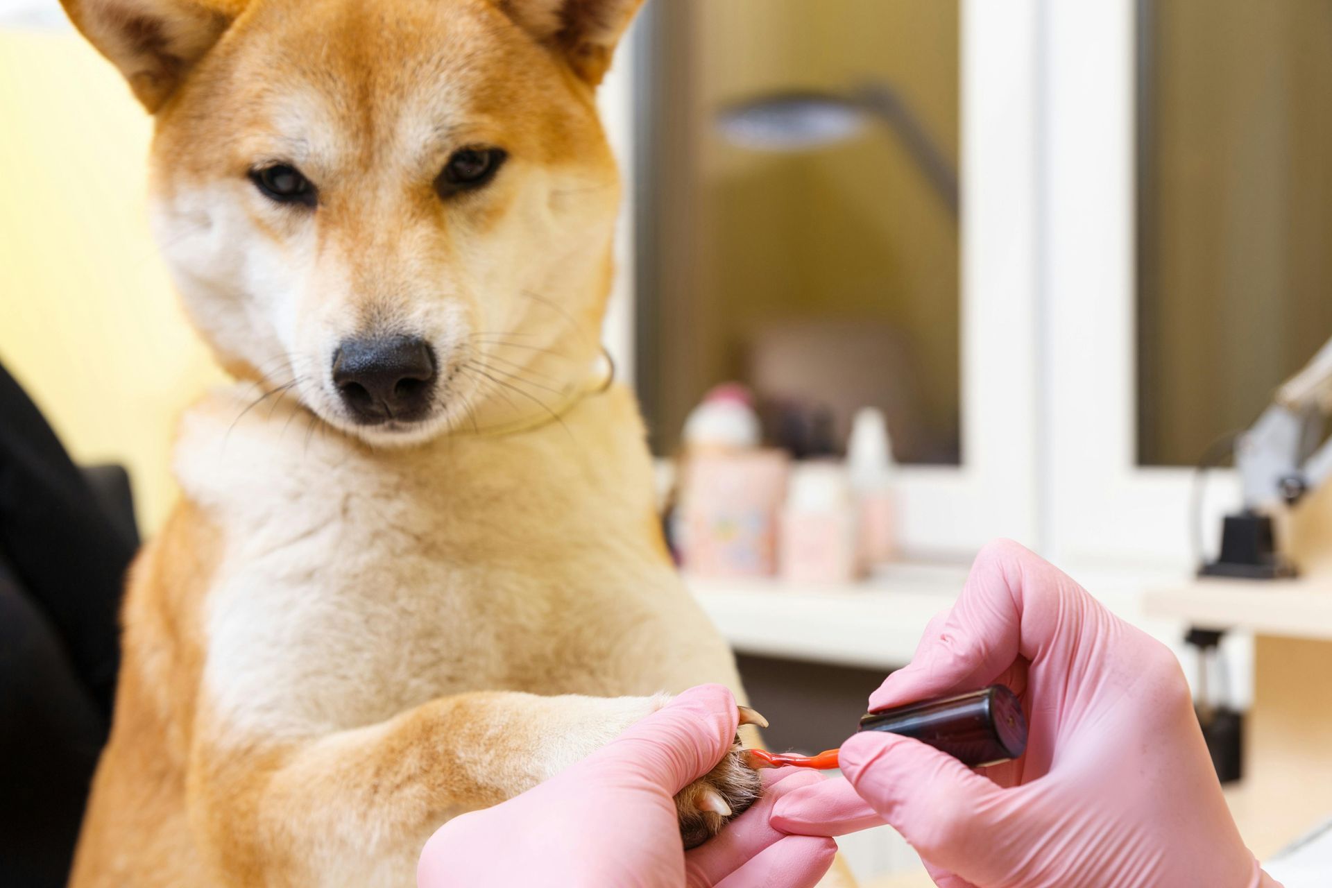 Shiba Inu dog getting its nails painted by a person wearing pink gloves.
