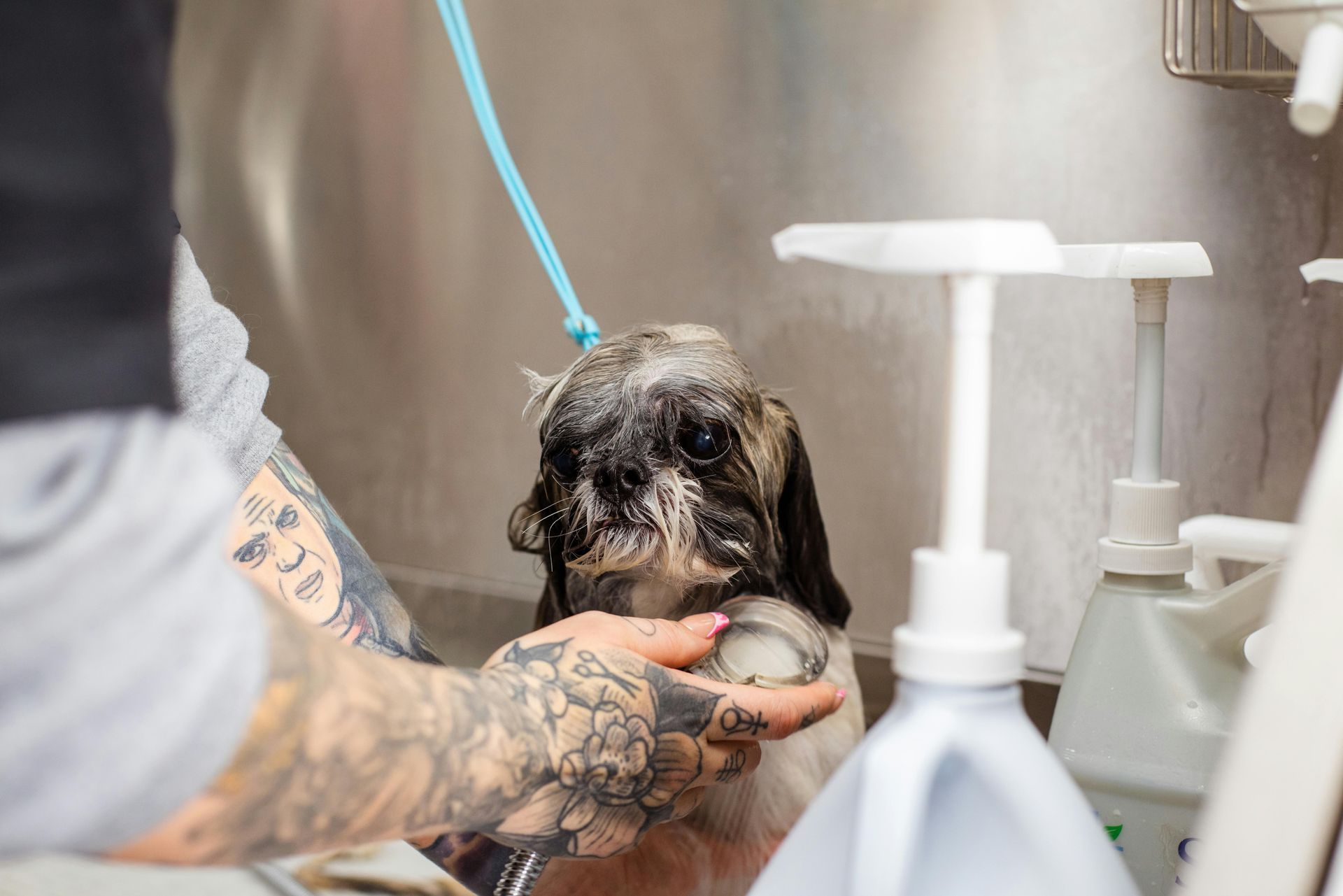 Dog being washed in a grooming tub, with a person's tattooed arm visible, and shampoo dispenser in the foreground.