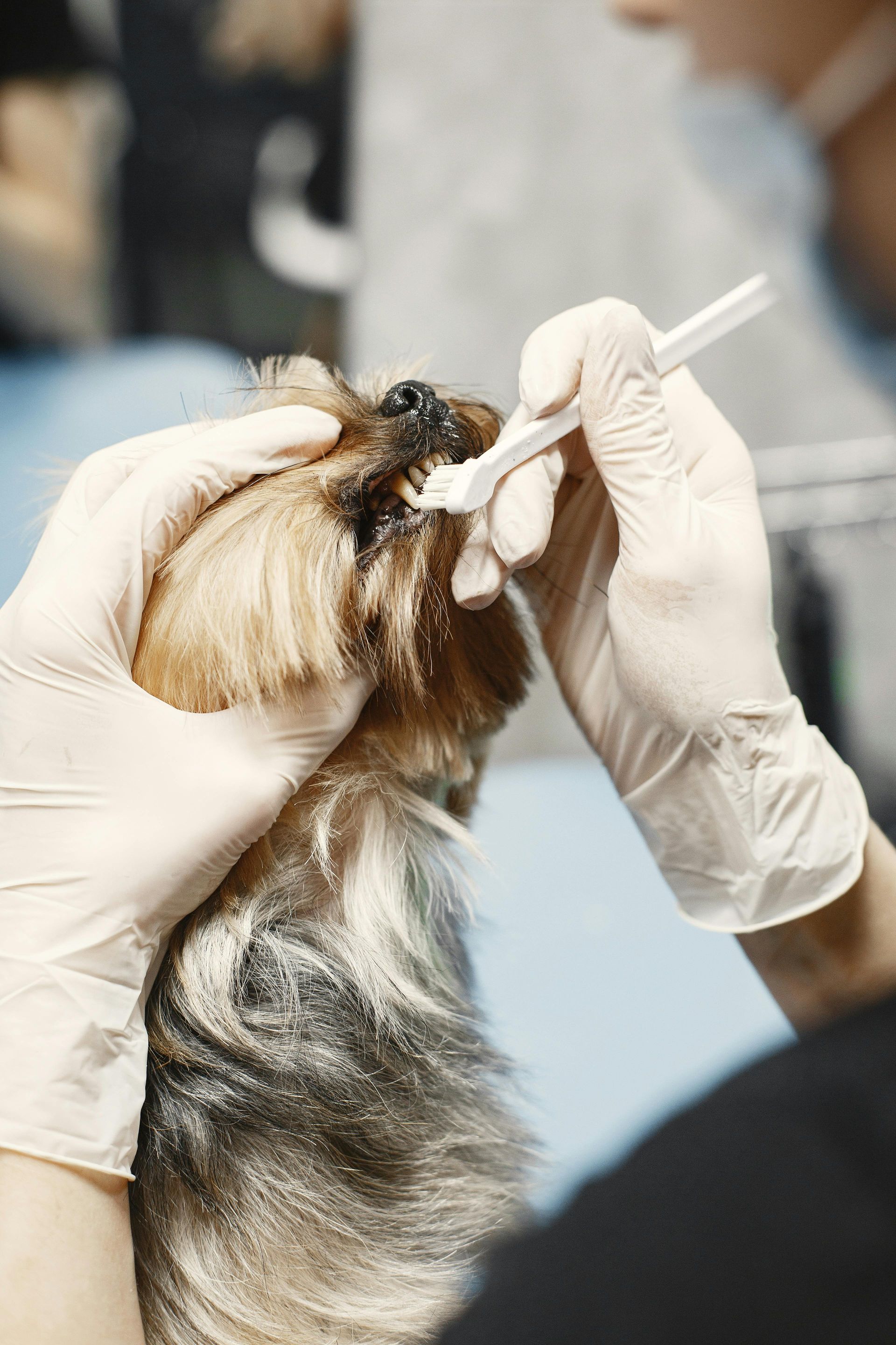 Veterinarian using a dental tool to examine a small dog's teeth.