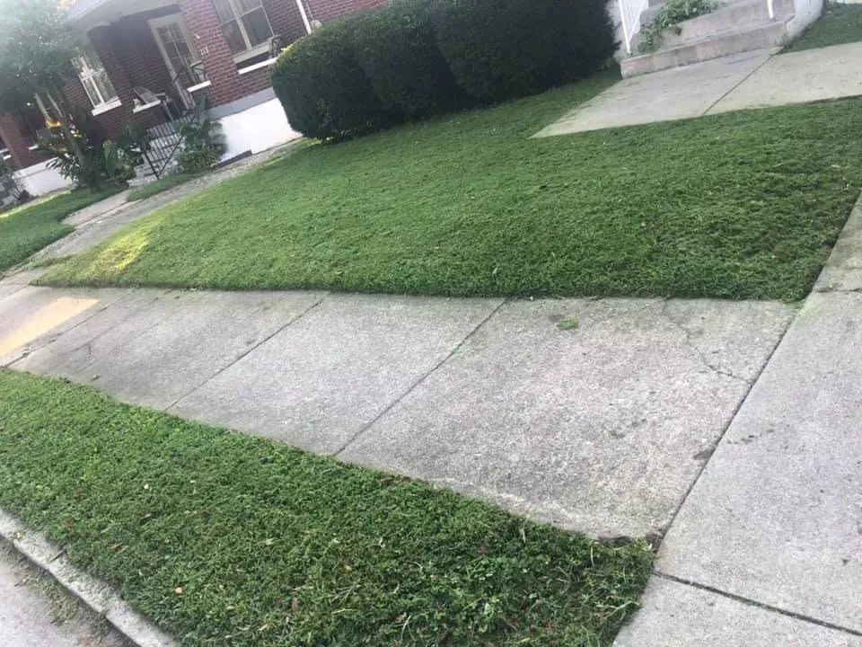 A lush green lawn next to a sidewalk and a house.