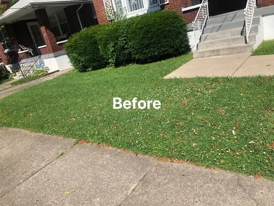 A before picture of a lush green lawn in front of a house.