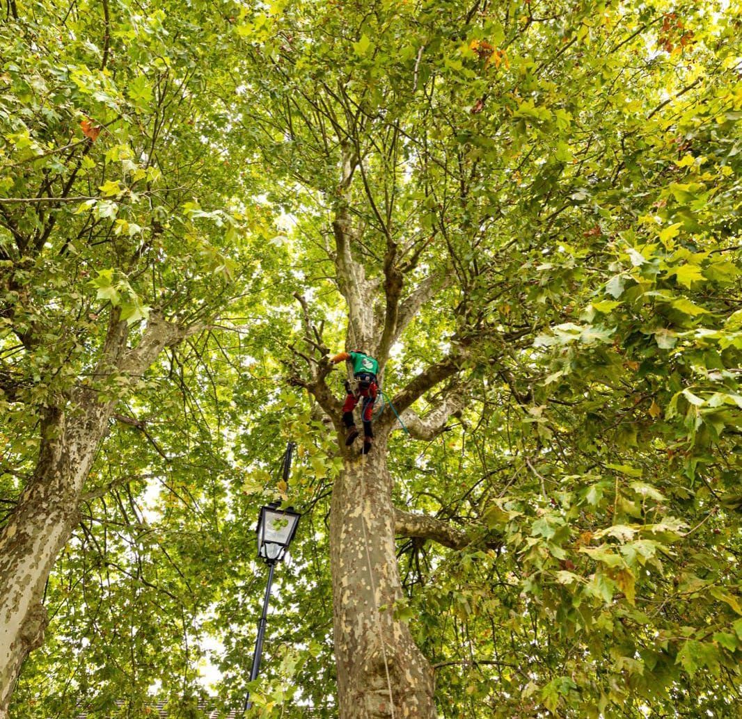 Elagage d'arbre