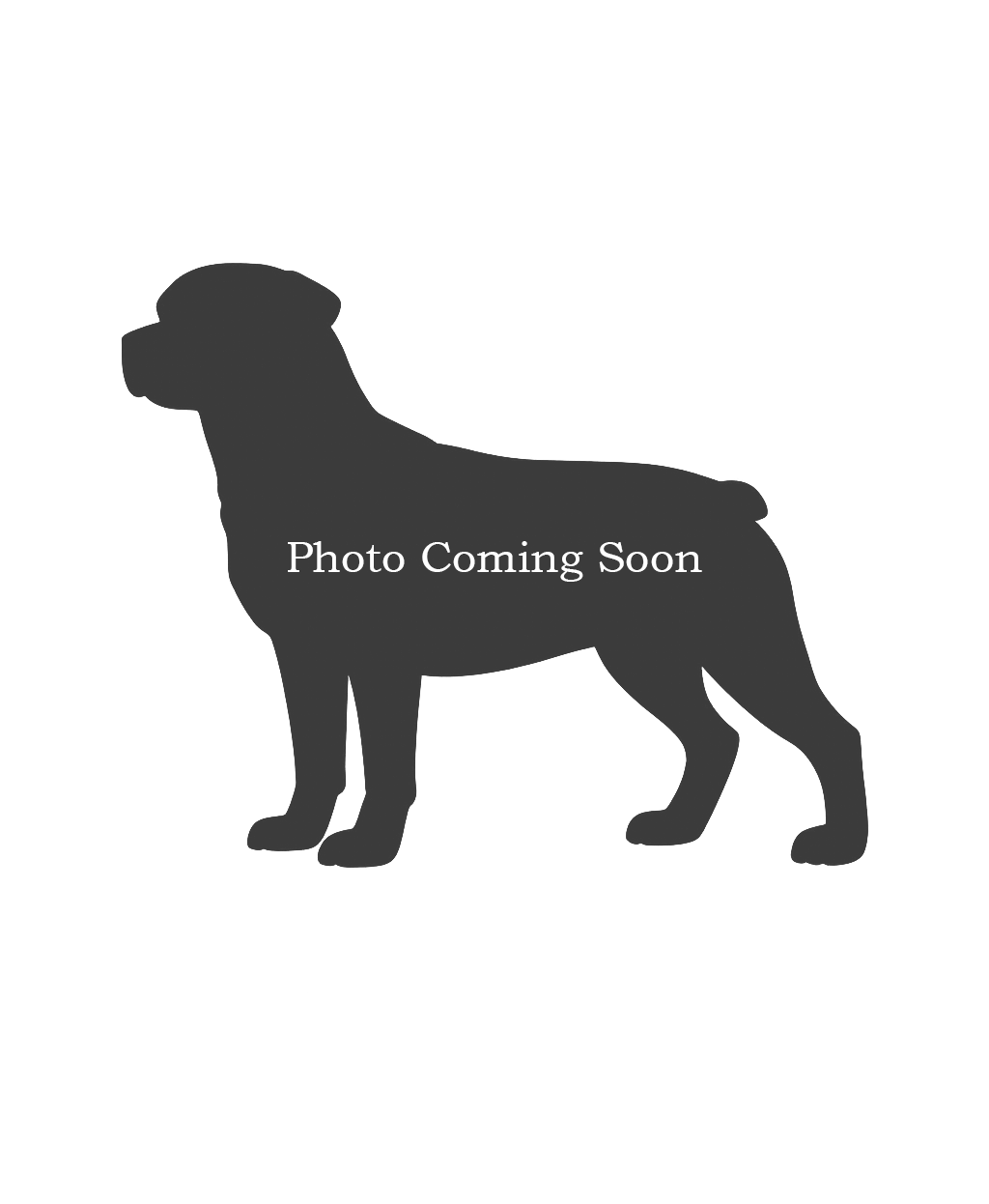 Boxer puppy with brown brindle fur and white markings, sitting with toys, wearing a green collar.