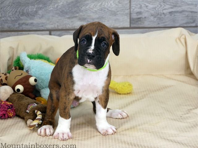 Boxer puppy with brown brindle fur and white markings, sitting with toys, wearing a green collar.