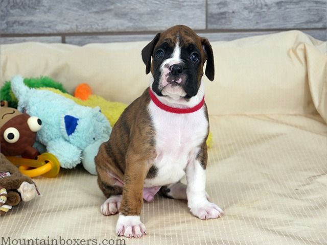 Boxer puppy with brown and white markings, wearing a red collar, sitting on a bed with toys.