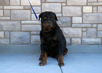 Black and brown Rottweiler dog sitting on a gray surface in front of a stone wall, on a leash.